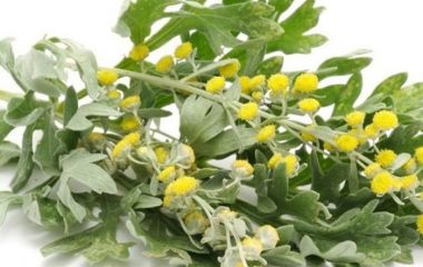 Лечебные свойства и противопоказания к применению полыни горькой.