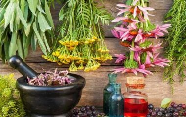 Лека́рственные расте́ния​ (лат.​ Plantae medicinalis)​